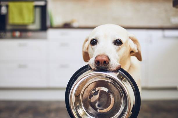 Futter & Wassernäpfe für Hunde