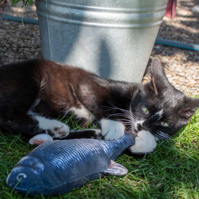 Robocat Karpfen – 30 cm – Das interaktive Katzenspielzeug