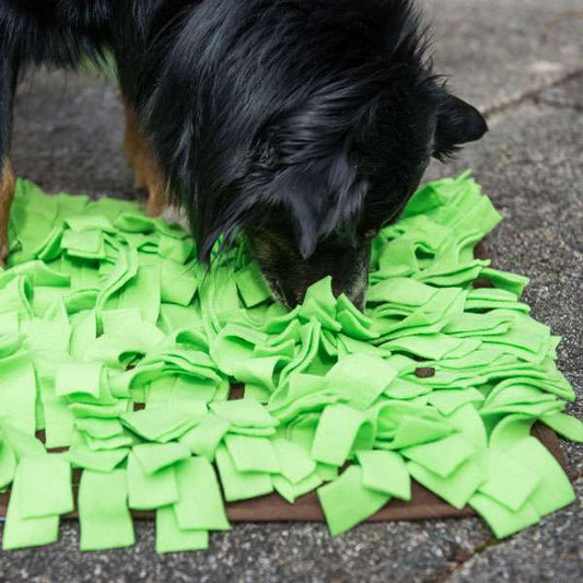 PROCYON Schnüffelwiese – Interaktives Leckerli-Suchspiel für Hunde